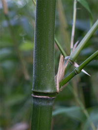 Bambus-Leipzig Halmdetail von Phyllostachys viridiglaucescens mit der typischen Bemehlung