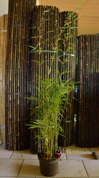 Bambus-Leipzig Fargesia robusta campbell - Hhe 140 cm