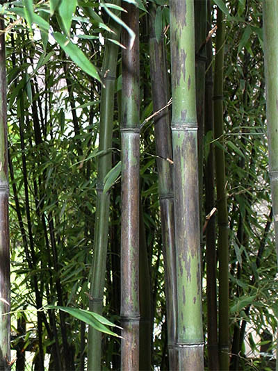Bambus-Leipzig Bambushain mit Phyllostachys nigra Boryana