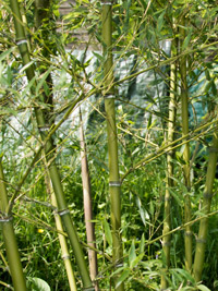 Bambus-Leipzig Halmdetailansicht von Phyllostachys parvifolia mit dem charakteristische Halmreif unterhalb der Nodie