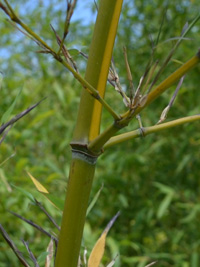 Bambus-Leipzig Halmanischt vom Bambus Phyllostachys arcana Luteosulcata