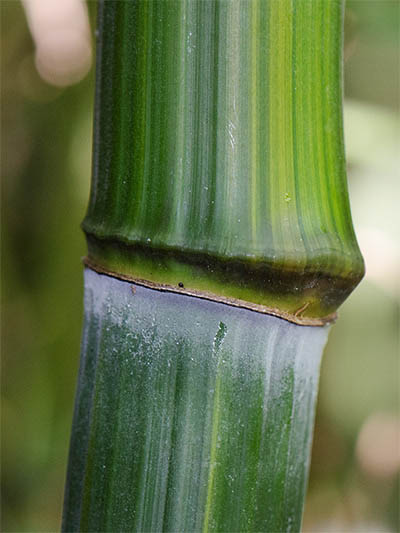 Bambus-Leipzig Detailansicht vom Bambushalm Phyllostachys aureosulcata harbin