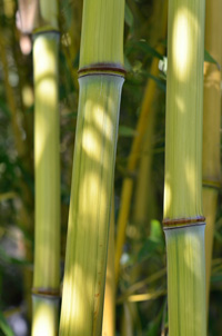 Bambus-Leipzig Detailansicht vom Bambushalm Phyllostachys aureosulcata harbin inversa