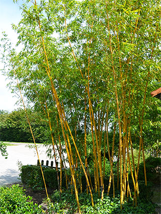 Bambus-Leipzig Aufnahme von Phyllostachys vivax aureocaulis