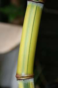 Bambus-Leipzig: Halmansicht von Phyllostachys aureosulcata Spectabilis - Ort: Leipzig