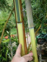 Bambus-Leipzig: Detailansicht vom Halm und gr�nem Sulcus von Phyllostachys aureosulcata Spectabilis - Ort: Leipzig