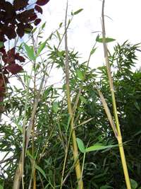 Bambus-Leipzig: frischer Halmaustrieb von Phyllostachys bambusoides Castilloni im Mai - Ort: Leipzig