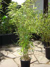 Bambus-Leipzig: Phyllostachys Mannii H�he ca. 80 cm - Ort: Leipzig