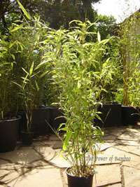 Bambus-Leipzig: Phyllostachys Mannii H�he ca. 80 cm - Ort: Leipzig