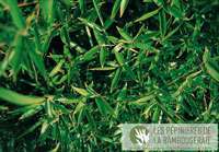 Bambus-Leipzig: Ansicht der sattgr�nen Bl�tter von Phyllostachys Mannii - Ort: Leipzig