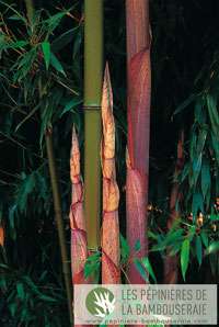 Bambus-Leipzig: Halmansicht von Phyllostachys Mannii - Ort: Leipzig