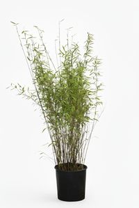 Bambus-Leipzig: Bambus Fargesia Nitida - 15 Liter - 120 cm - Ort: Leipzig