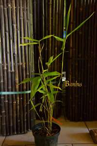 Produkt: Bambus-Leipzig Phyllostachys pubescens edulis - Moso - Riesenbambus