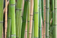 Bambus-Leipzig: Phyllostachys Pubescens Moso - Ort: Leipzig