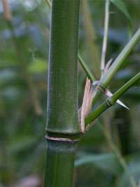 Bambus-Leipzig: Halmdetail von Phyllostachys viridiglaucescens mit der typischen Bemehlung - Ort: Leipzig