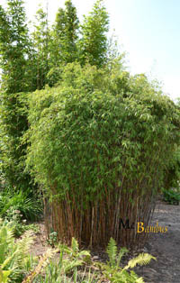 Bambus-Leipzig Fargesia jiuzhaigou Hain - Jade Bambus