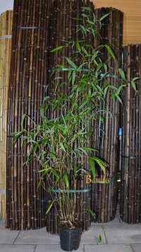 Bambus-Leipzig: Phyllostachys atrovaginata - Hhe 150 cm - Ort: Leipzig