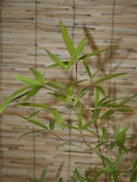 Produkt: Bambus-Leipzig Phyllostachys decora