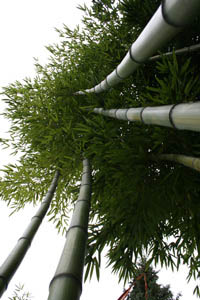Bambus-Leipzig: Detailansicht vom Phyllostachys vivax huangwenzhu - Ort: Leipzig