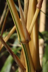 Bambus-Leipzig: Detailansicht vom Halm Phyllostachys vivax aureocaulis - Ort: Leipzig