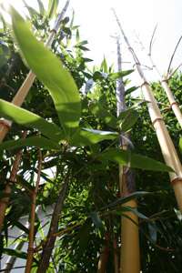 Bambus-Leipzig: Halmaustrieb - Aufnahme von Phyllostachys vivax aureocaulis im 3 Jahr - Ort: Leipzig