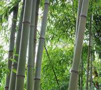 Bambus-Leipzig: Bambushain von Phyllostachys Nigra Henonis - Ort: Leipzig
