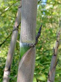 Produkt: Bambus-Leipzig Phyllostachys Nigra Henonis