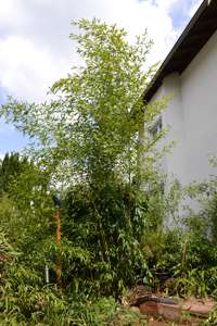 Bambus-Leipzig: Phyllostachys aureosulcata Spectabilis - Ort: Leipzig