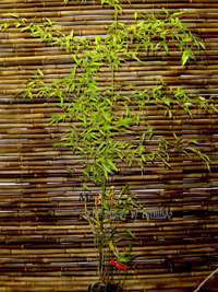 Bambus-Leipzig: Phyllostachys nigra Boryana - Gr��e 150 cm - Ort: Leipzig