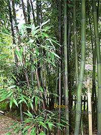 Bambus-Leipzig: Bambushain mit Phyllostachys nigra Boryana - Ort: Leipzig