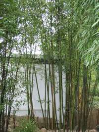 Bambus-Leipzig: Bambushain Phyllostachys nigra Boryana - Ort: Leipzig