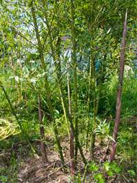 Bambus-Leipzig: Phyllostachys parvifolia - Ort: Leipzig
