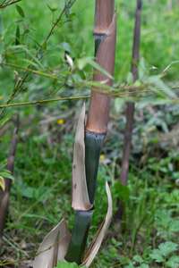 Bambus-Leipzig: Der Halmaustrieb von Phyllostachys parvifolia beginnt von Mitte Mai bis Ende Juni - Ort: Leipzig
