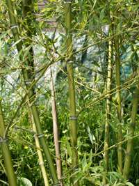 Produkt: Bambus-Leipzig Phyllostachys parvifolia