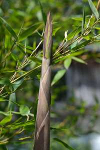 Bambus-Leipzig: Frische Halmspitze von Phyllostachys parvifolia im Mai - Ort: Leipzig