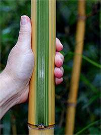 Produkt: Bambus-Leipzig Phyllostachys vivax Huangwenzhu Inversa