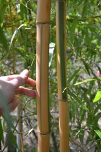 Bambus-Leipzig: Halmdicke von Phyllostachys vivax Huangwenzhu Inversa  nach 3 Jahren - Ort: Leipzig