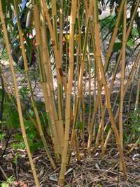 Bambus-Leipzig: Phyllostachys vivax Huangwenzhu Inversa Hain nach 3 Jahren - Ort: Leipzig