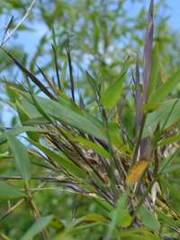 Bambus-Leipzig: Phyllostachys arcana Luteosulcata Bl�te 2014 in der N�he von K�ln - Ort: Leipzig