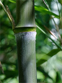 Bambus-Leipzig Phyllostachys atrovaginata - Detailansicht Halm nach dem Austrieb