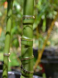 Bambus-Leipzig: Halmansicht Phyllostachys aurea mit den typischen Knoten - Ort: Leipzig