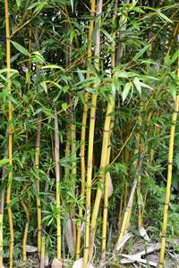 Bambus-Leipzig: Phyllostachys aureosulcata Aureocaulis mit neuen Halmen - Ort: Leipzig