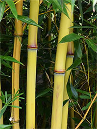 Bambus-Leipzig: Detail vom Bambushalm der Sorte Phyllostachys aureosulcata Aureocaulis - Ort: Leipzig