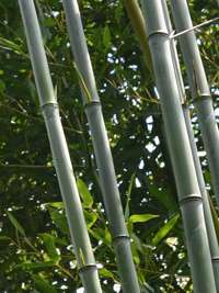 Bambus-Leipzig: Phyllostachys aureosulcata alata - typische olivf�rbung der Halme - Ort: Leipzig