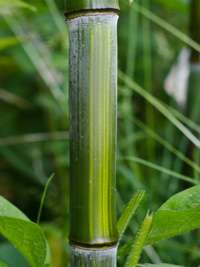 Bambus-Leipzig: Detailansicht vom Bambushalm Phyllostachys aureosulcata harbin - Ort: Leipzig