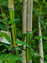 Bambus-Leipzig: Phyllostachys aureosulcata harbin - Ort: Leipzig