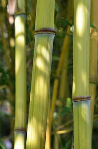 Produkt: Bambus-Leipzig Phyllostachys aureosulcata Harbin Inversa