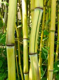 Bambus-Leipzig: Phyllostachys aureosulcata Harbin Inversa - Ort: Leipzig
