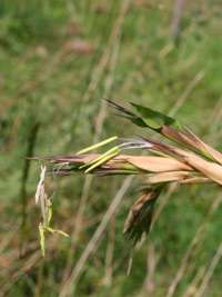 Bambus-Leipzig: Detailansicht der Bambusbl�te 2014 von Phyllostachys kwangsiensis - Ort: Leipzig