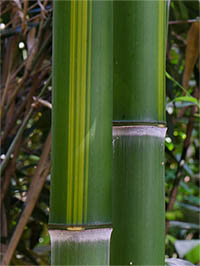 Bambus-Leipzig: Halmzeichnung von der Bambussorte Phyllostachys vivax huangwenzhu - Ort: Leipzig